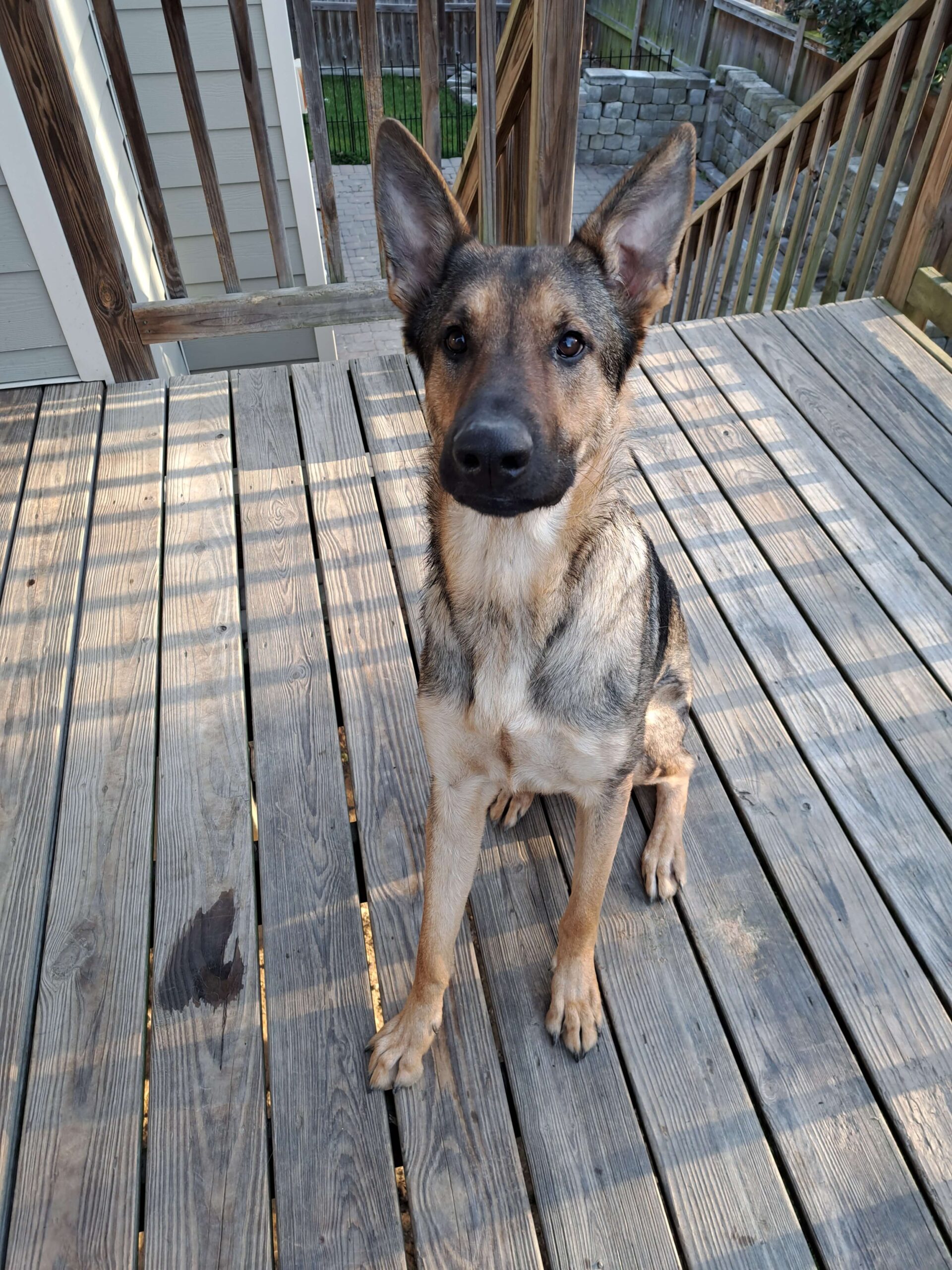 Did you know that Reiki can help your furry loved one?