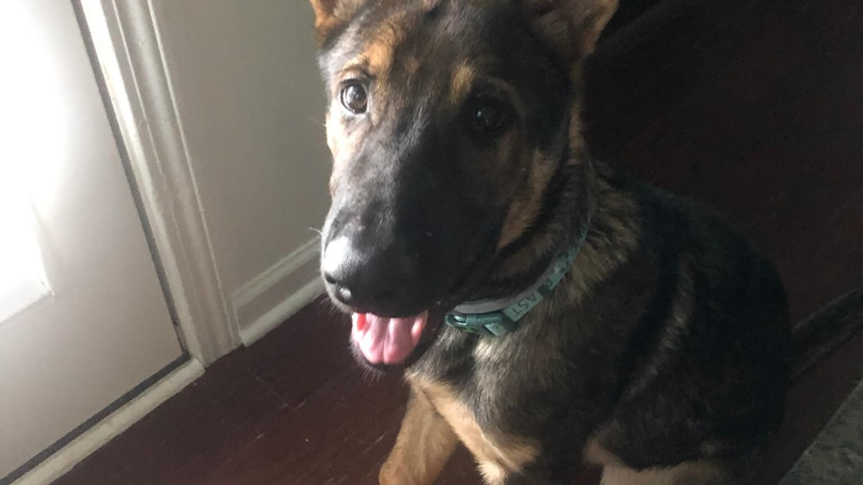 Did you know that Reiki can help your furry loved one?