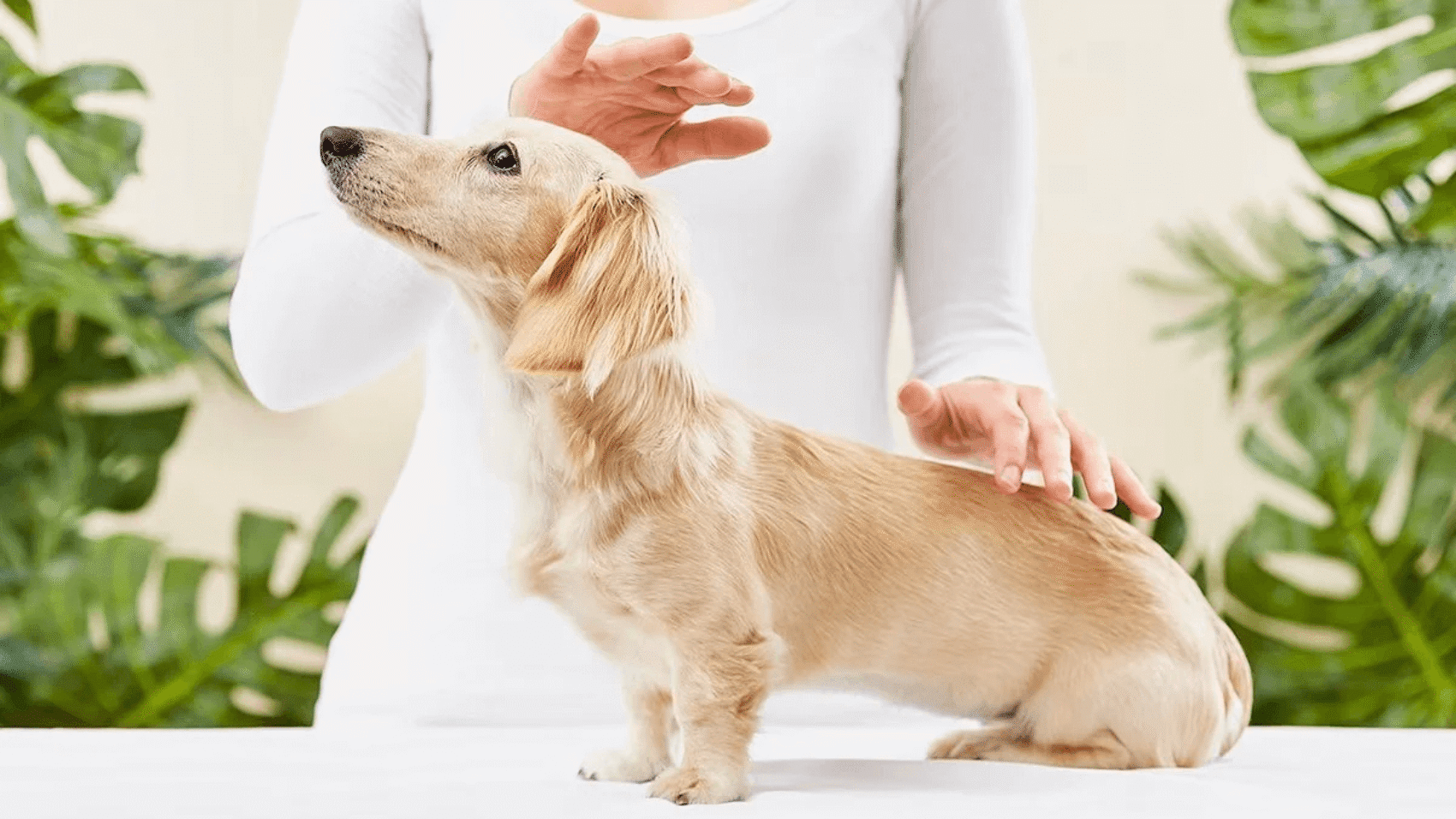 How Does Animal Reiki Work? Understanding Energy Healing for Pets