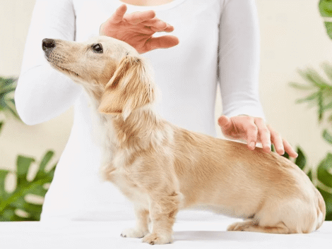 How Does Animal Reiki Work? Understanding Energy Healing for Pets